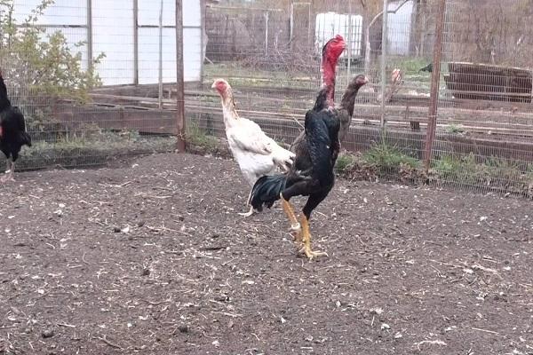 huấn luyện gà chọi Shamo