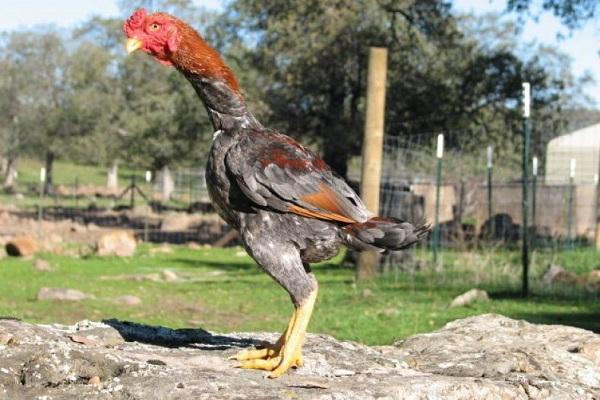 trận đấu của gà Shamo