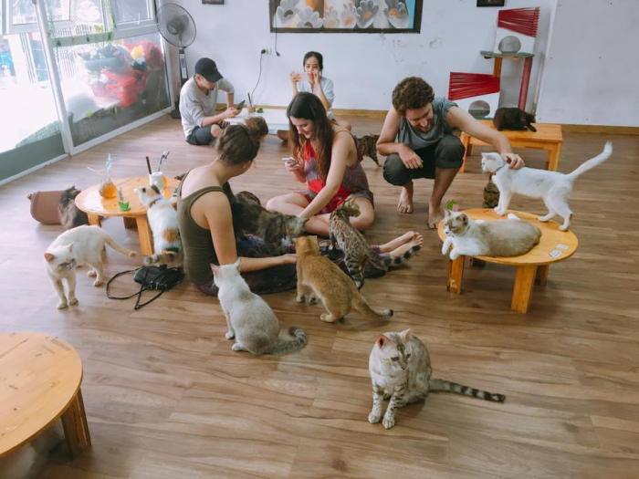 Top 10 Quán Cà Phê Mèo Đẹp Độc Đáo Dễ Thương Ở Hà Nội