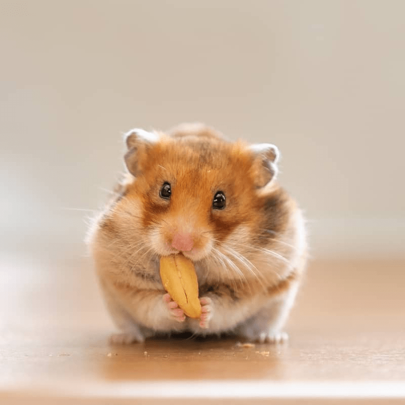 Tham Khảo Ngay Top 5 Cửa Hàng Chuột  Hamster Hà Nội Uy Tín