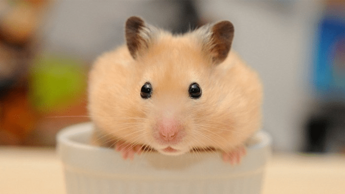 Tham Khảo Ngay Top 5 Cửa Hàng Chuột  Hamster Hà Nội Uy Tín