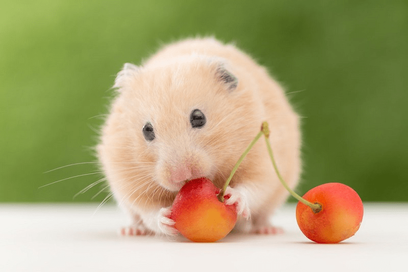 Tham Khảo Ngay Top 5 Cửa Hàng Chuột  Hamster Hà Nội Uy Tín