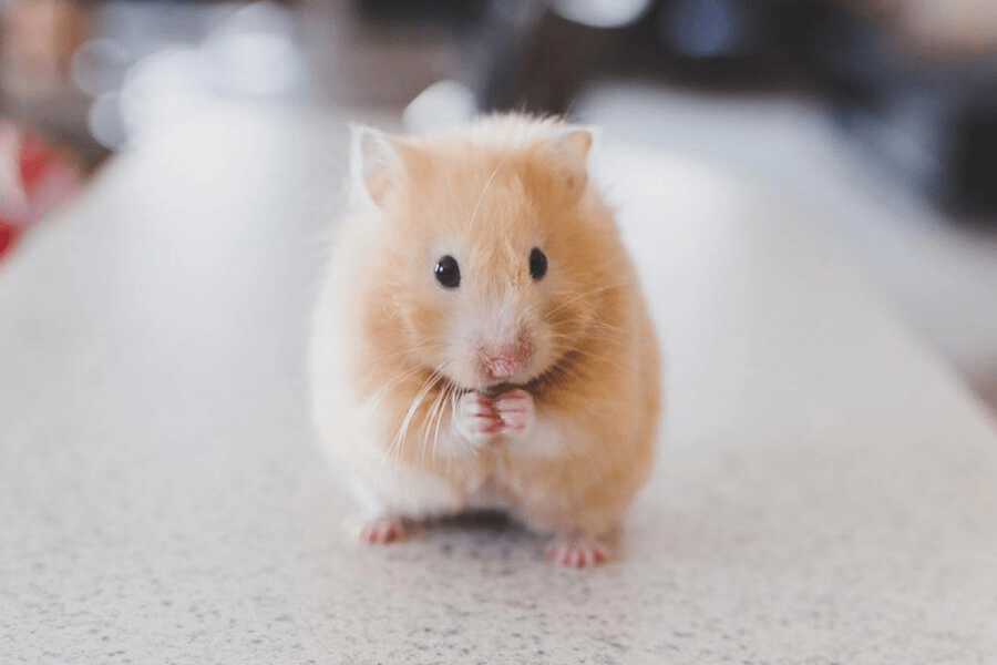 Tham Khảo Ngay Top 5 Cửa Hàng Chuột  Hamster Hà Nội Uy Tín