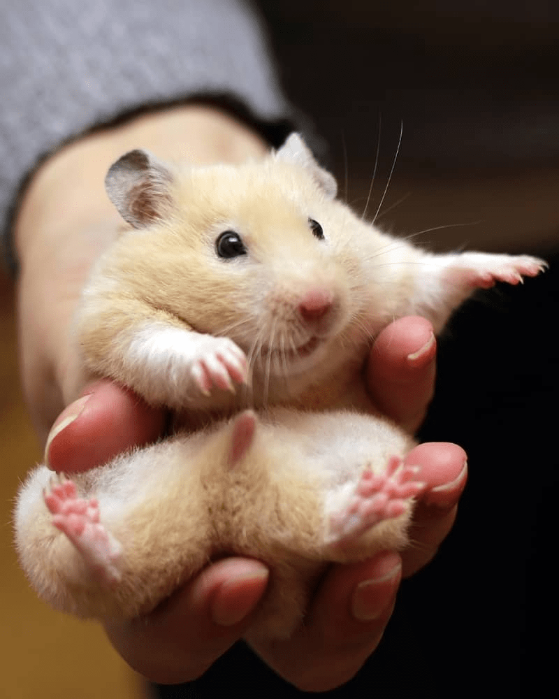 Tham Khảo Ngay Top 5 Cửa Hàng Chuột  Hamster Hà Nội Uy Tín