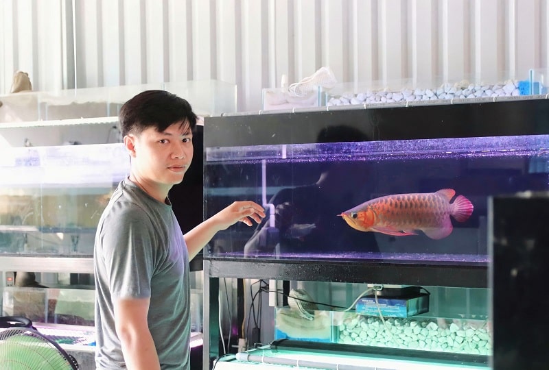 Khám phá 10 cửa hàng cá cảnh giá mềm nhất Hà Nội