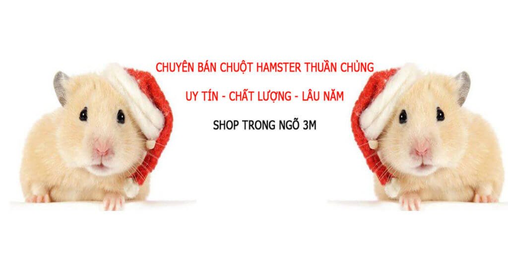 Top 8 Cửa Hàng Thú Cưng Ở Hà Nội Mà Bạn Nên Lựa Chọn